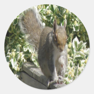 Redonda Pegatina de ardilla