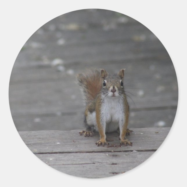 Redonda Pegatina de ardilla (Anverso)
