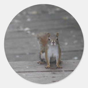 Redonda Pegatina de ardilla