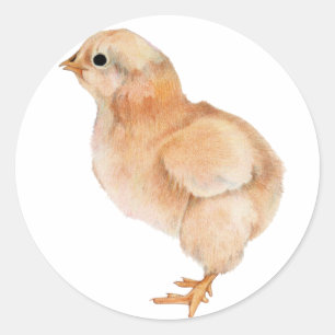 Redonda Pegatina de Baby Chick