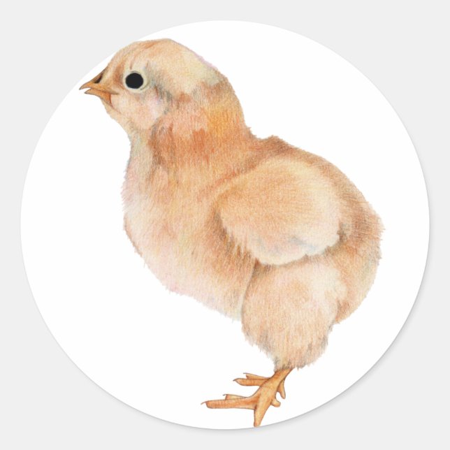 Redonda Pegatina de Baby Chick (Anverso)