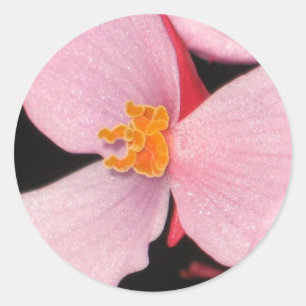 Redonda Pegatina de Begonia Rosa