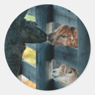 Redonda Pegatina de Besado de Alpaca