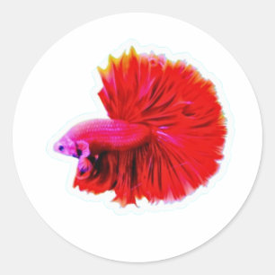 Redonda Pegatina de Betta de Cola de Rosa Roja Elegante -
