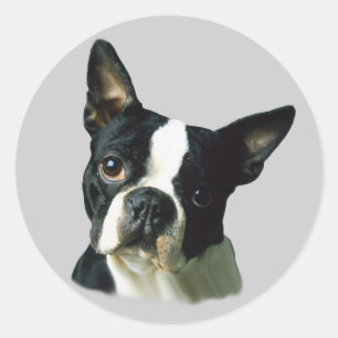 Redonda Pegatina de Boston Terrier