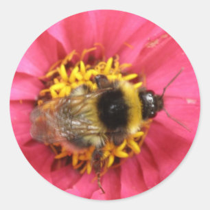 Redonda Pegatina de Bumblebee