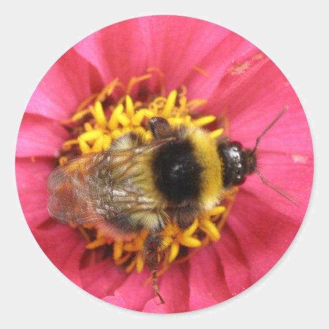 Redonda Pegatina de Bumblebee (Anverso)