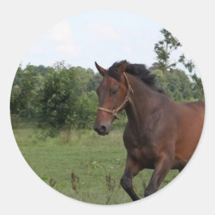 Redonda Pegatina de Caballos de Bay
