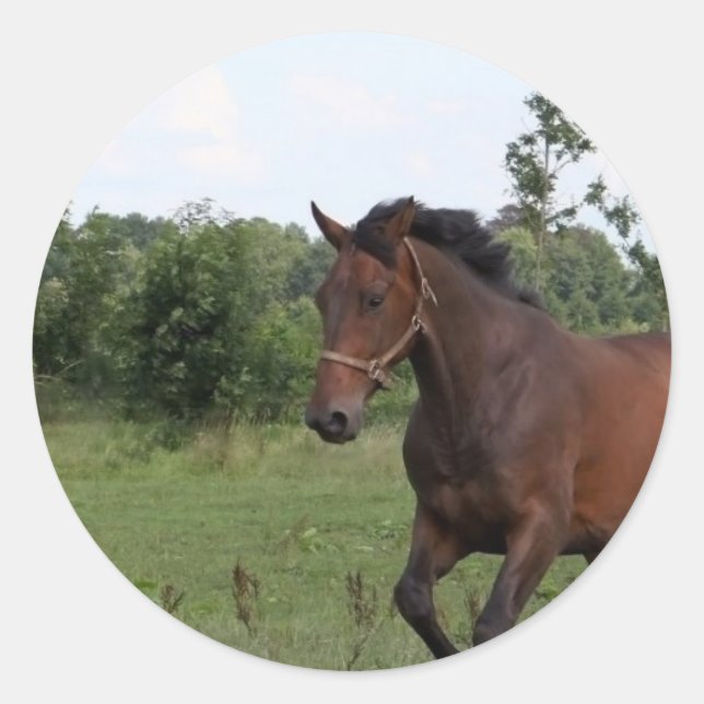 Redonda Pegatina de Caballos de Bay (Anverso)