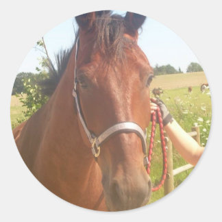 Redonda Pegatina de caballos - heste klistermæke