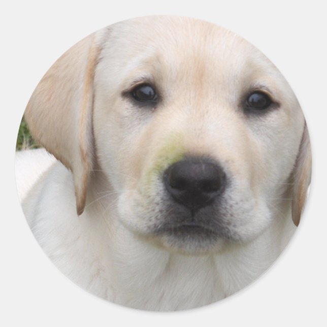 Redonda Pegatina de Cachorro de Golden Retriever (Anverso)