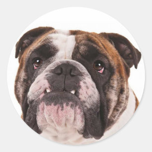 Redonda Pegatina de cachorro de perro bulldog inglés
