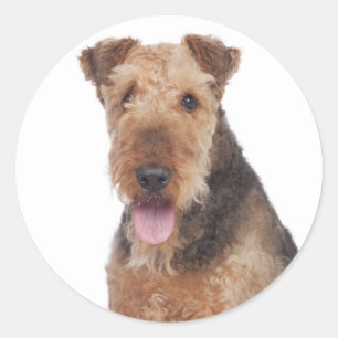 Redonda Pegatina de cachorro de perro Terrier Airedale amo