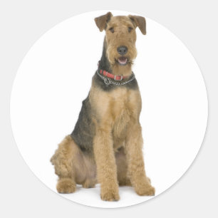 Redonda Pegatina de cachorro de perro Terrier Airedale amo