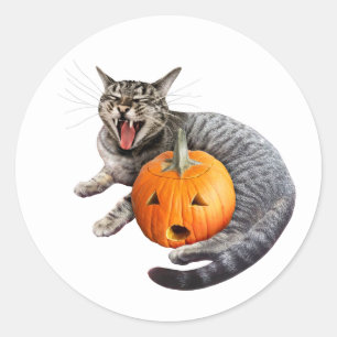 Redonda Pegatina de calabaza para gato de Laughing Tabby