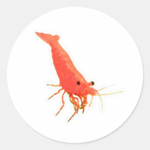 Redonda Pegatina de camarón cereza rojo lindo, Acuario vív