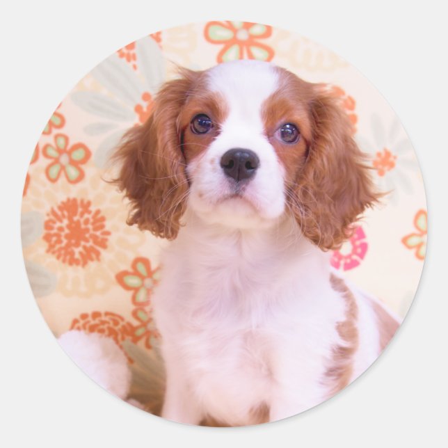 Redonda Pegatina de Cavalier King Charles Spaniel de Blenh (Anverso)