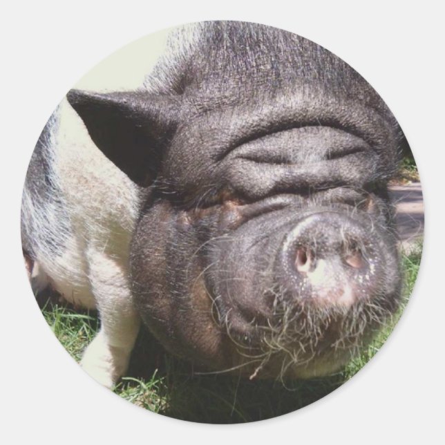 Redonda Pegatina de cerdo Belly de olla (Anverso)