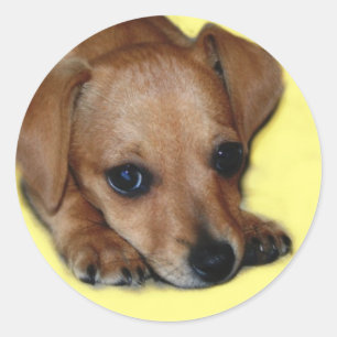 Redonda Pegatina de Chiweenie