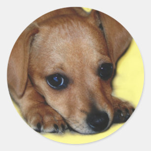 Redonda Pegatina de Chiweenie