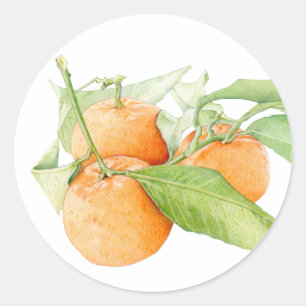 Redonda Pegatina de Clementines navidades