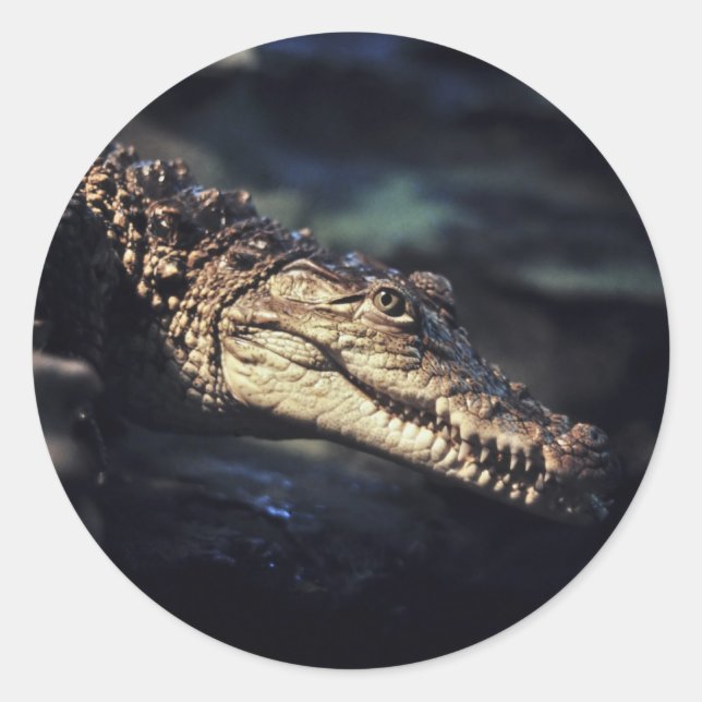 Redonda Pegatina de cocodrilos de las Islas Caimán (Anverso)