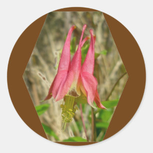 Redonda Pegatina de Columbina salvaje