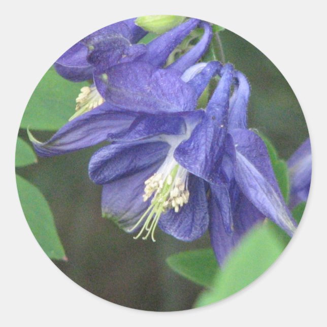 Redonda Pegatina de Columbine (Anverso)