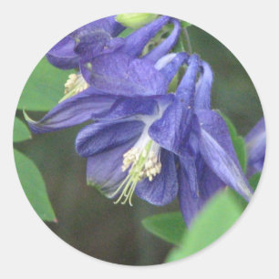 Redonda Pegatina de Columbine