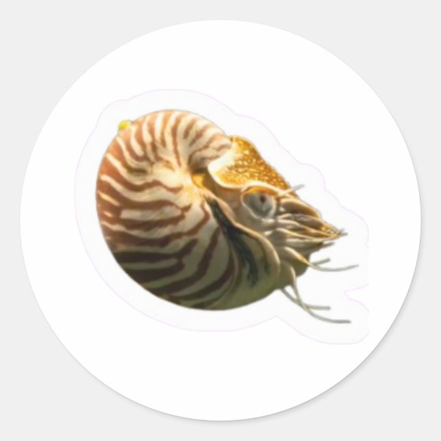 Redonda Pegatina de concha de nautilo camerado mística, vi (Anverso)