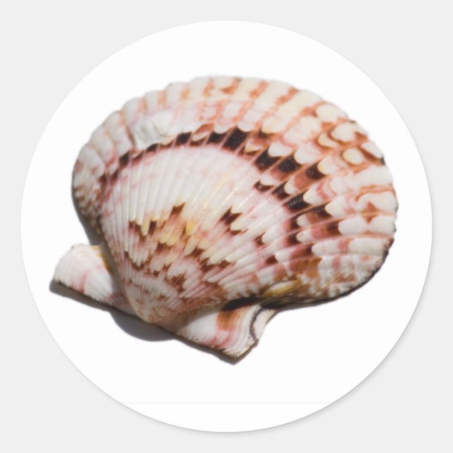 Redonda pegatina de conchas marinas (Anverso)