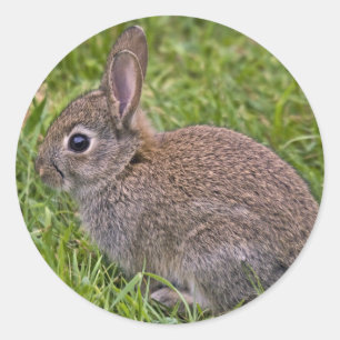 Redonda Pegatina de conejo para bebés