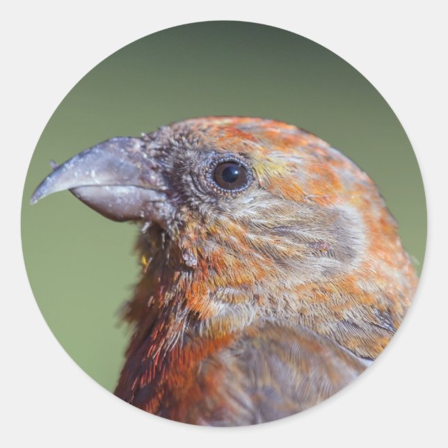 Redonda Pegatina de Crossbill Rojo (Anverso)