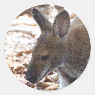 Redonda Pegatina de cuello rojo del Wallaby