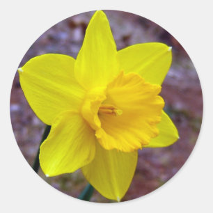 Redonda pegatina de daffodil