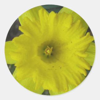 Redonda pegatina de daffodil