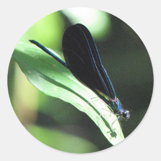 Redonda Pegatina de Damselfly negro y azul