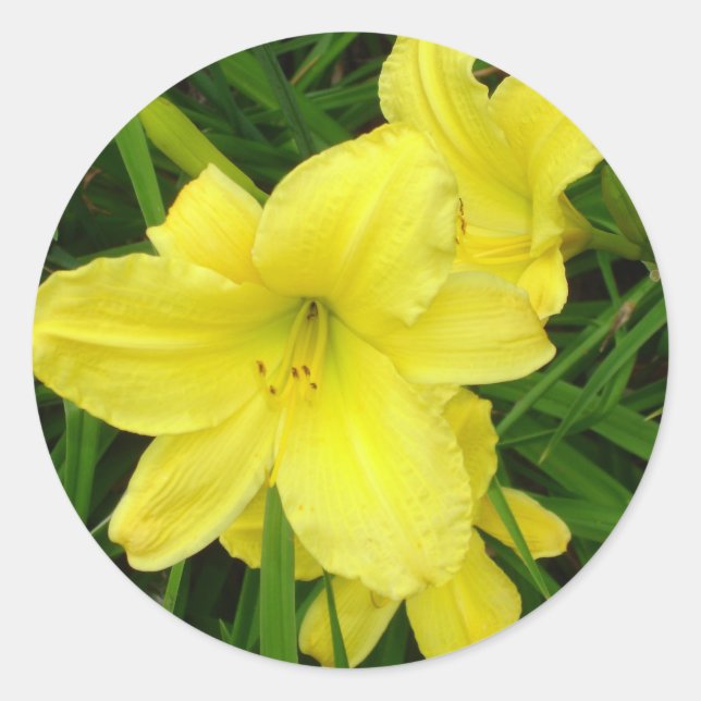 Redonda Pegatina de Daylilies amarillo (Anverso)