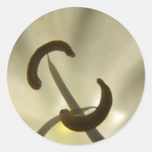 Redonda Pegatina de detalles de flor blanca