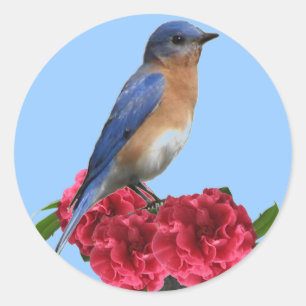 Redonda Pegatina de East Bluebird Camellia