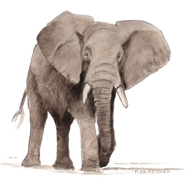 Redonda Pegatina de elefante (Subido por el creador)