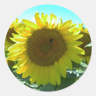 Redonda Pegatina de energía de girasol