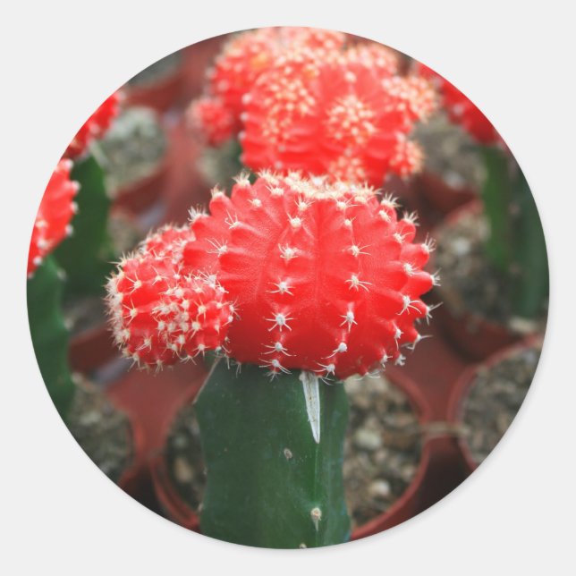 Redonda Pegatina De Fila De Cactuses (Anverso)
