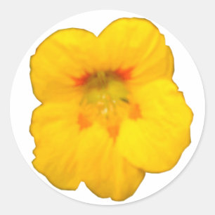 Redonda Pegatina de flor de nasturcio amarillo brillante