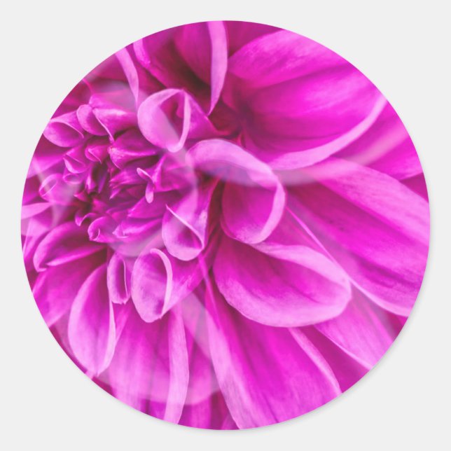 Redonda Pegatina de flor rosa (Anverso)