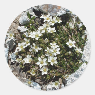 Redonda Pegatina de Flores Alpinas Blancas