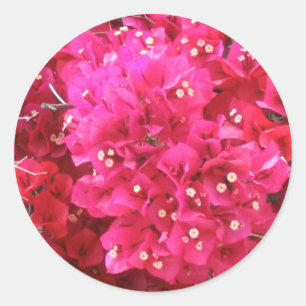 Redonda Pegatina de flores de Bougainvillea