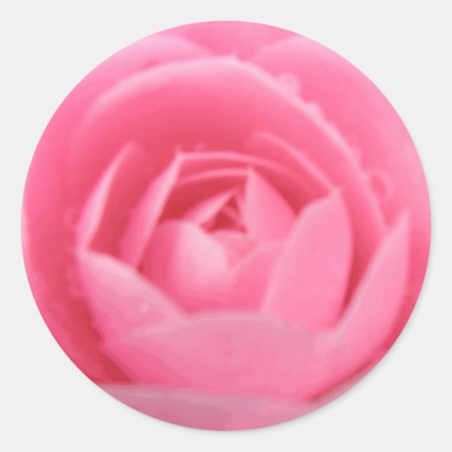 Redonda Pegatina de flores de camellia rosa bonito (Anverso)