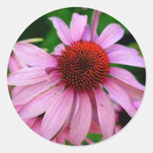 Redonda pegatina de flores de echinacea rosa