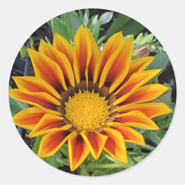 Redonda Pegatina de flores de Gazania (Anverso)